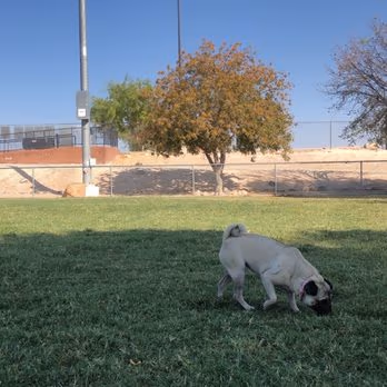 Dog Fancier's Park photo 2